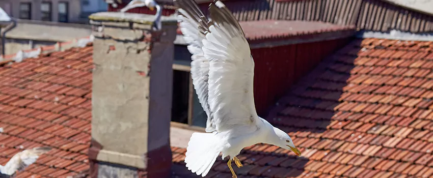 Residential Chimney Animal Removal Solution in Glasgow, DE