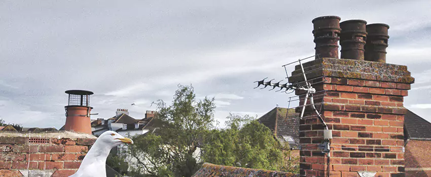 Chimney Cleaning And Restoration in Glasgow, Delaware